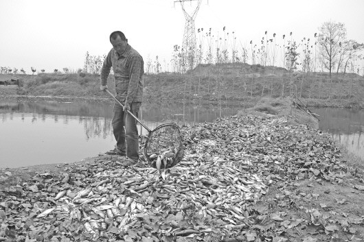 河水遭污染,几十万斤鱼被“毒”死