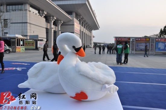 岳阳城区迎来5000只天鹅群市民称赞环保创意实在妙