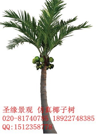 厂家直销仿真椰子树海枣树棕榈树老人葵榕树